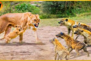 15 Crazy Moments! Hyena vs Lion Greatest Fights In The Animal Kingdom | Animal World