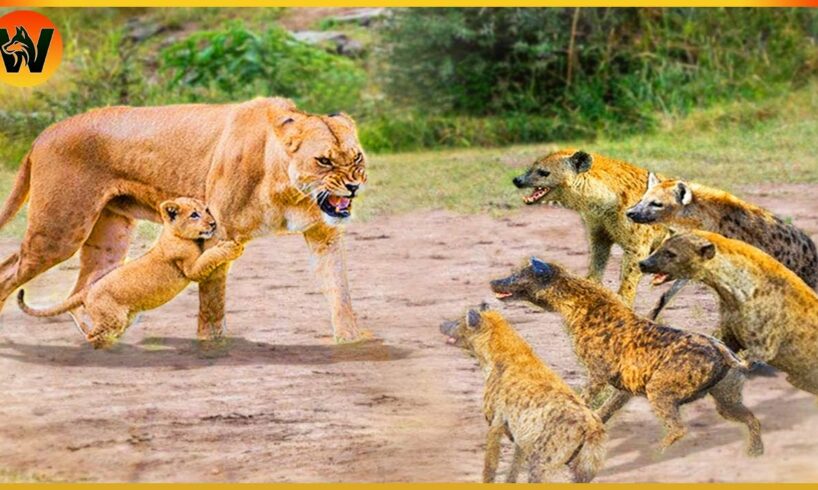 15 Crazy Moments! Hyena vs Lion Greatest Fights In The Animal Kingdom | Animal World