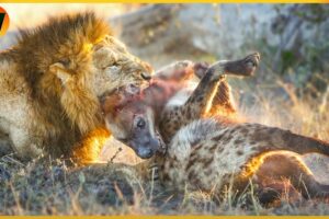15 Crazy Moments! Injured Hyena Fights Wild Animals | Animal World