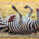 15 Crazy Moments of Injured Wild Animals Surviving in the Animal World