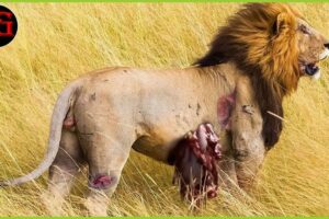 15 Instances of Hyenas Injuring Lions in Fierce Prey Fights | Animal attack ANIMAL 2024