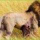 15 Instances of Hyenas Injuring Lions in Fierce Prey Fights | Animal attack ANIMAL 2024