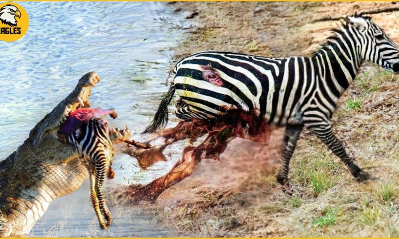 15 Moments Crocodile Attacks Lions, Zebras And Other Animals | Wild Animal Fights