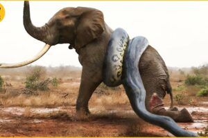 15 Tragic Moments! Python Tries To Escape From Impalas' Horns | Wild Animal Fights