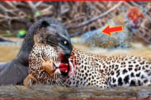 15 tragic moments of a leopard trying to eat antelope | animal fight