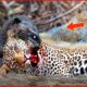 15 tragic moments of a leopard trying to eat antelope | animal fight