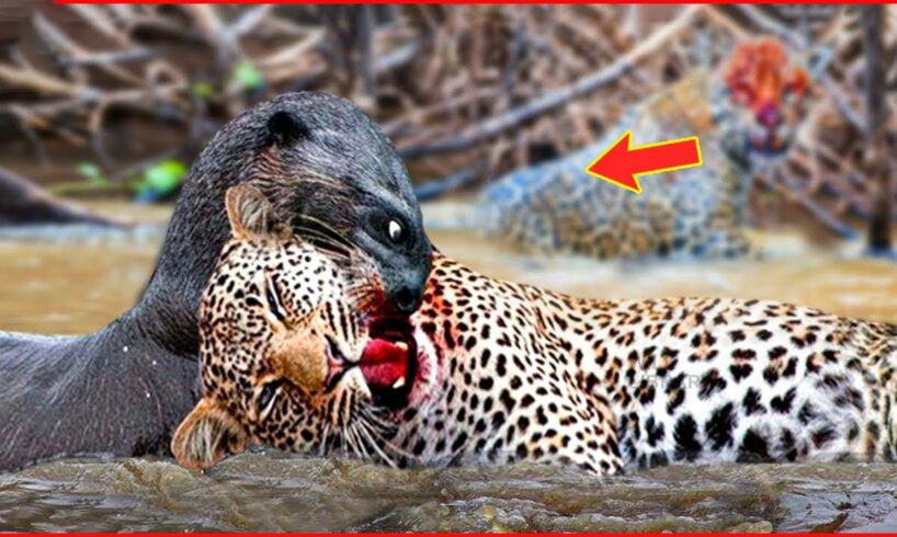 15 tragic moments of a leopard trying to eat antelope | animal fight
