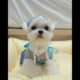 Cutest Puppies Ever #dog #puppies #cute #funnydogs #viral #reels #pawsitivevibe