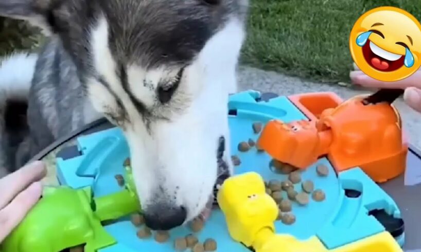 Fails of the Week 2024 π Funniest Pets π Funniest Home Videos πΉ Dogs And Cats Videos π Funny Fails