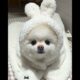 Cutest Puppies Ever #dog #puppies #cute #funnydogs #viral #reels #pawsitivevibe