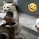 Funniest Cats And Dogs Videos 😁 - Best Funny Animal Videos 2024 🥰#14