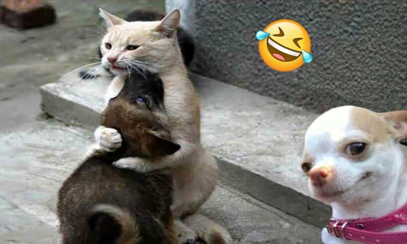 Funniest Cats And Dogs Videos 😁 - Best Funny Animal Videos 2024 🥰#14