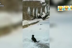 Best Fails of The Week  Funniest Fails Compilation  Funny Video Part 22