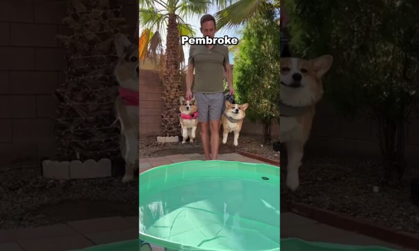 3 cute puppies #top3 #puppies  #cute