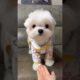 Cutest Puppies Ever #dog #puppies #cute #funnydogs #viral #reels #pawsitivevibe