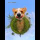 Cute Puppies 🥰♥ super funny Corgi ♥ #shorts #2024