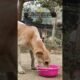 Cute Puppies | Cute Dogs Playing | Feeding Street Dogs #straydogs #shorts #trending