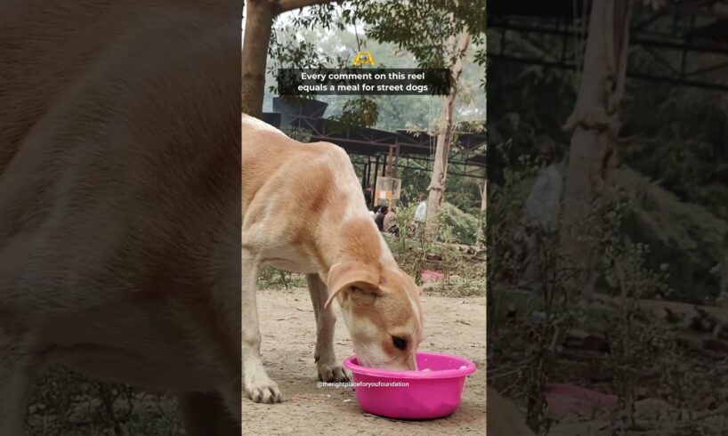 Cute Puppies | Cute Dogs Playing | Feeding Street Dogs #straydogs #shorts #trending