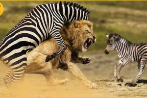 30 Incredible Moments Zebra Vs Lion Fight To The Last Breath | Wild Animal Fights