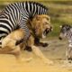 30 Incredible Moments Zebra Vs Lion Fight To The Last Breath | Wild Animal Fights