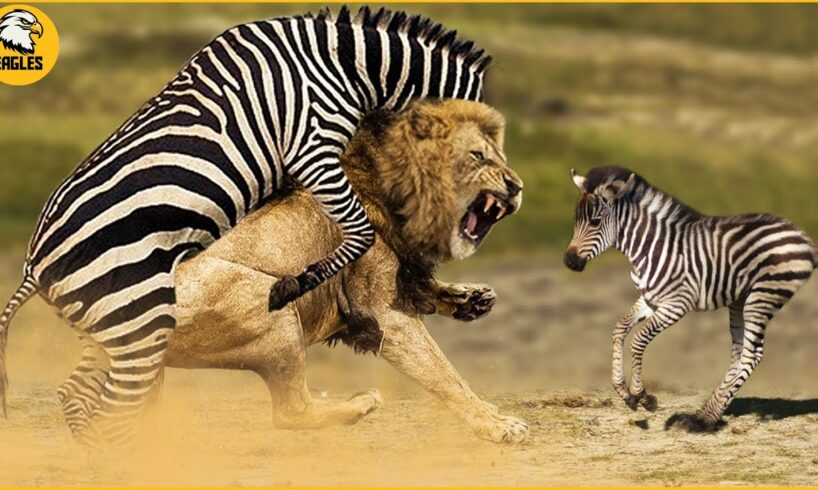 30 Incredible Moments Zebra Vs Lion Fight To The Last Breath | Wild Animal Fights