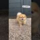 Cutest Puppies Ever #dog #puppies #cute #funnydogs #viral #reels #pawsitivevibe