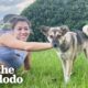 Pro Athlete Rescues Stray Dog Who Kept Showing Up To Practice | The Dodo