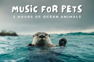 2 Hours of Ocean Animals - Calming Acoustic and Classical Music for Pets