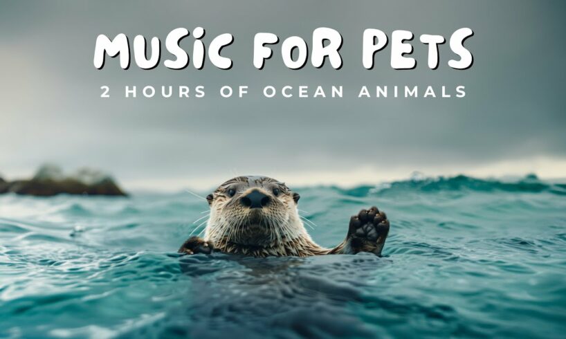 2 Hours of Ocean Animals - Calming Acoustic and Classical Music for Pets