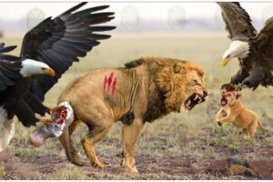 30 Brutal Moments Of Birds Fighting Their Prey Caught On Camera | Animal Fights