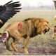 30 Brutal Moments Of Birds Fighting Their Prey Caught On Camera | Animal Fights