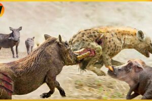 30 Crazy Moments! Injured Hyena Fights Warthog and Wild Animals | Animal World