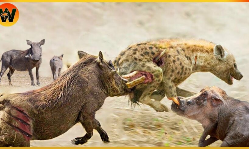 30 Crazy Moments! Injured Hyena Fights Warthog and Wild Animals | Animal World