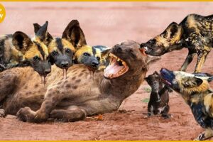 30 Fighting and Attacking Moments of Wild Dogs vs Hyenas | Animal Fight