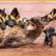 30 Fighting and Attacking Moments of Wild Dogs vs Hyenas | Animal Fight