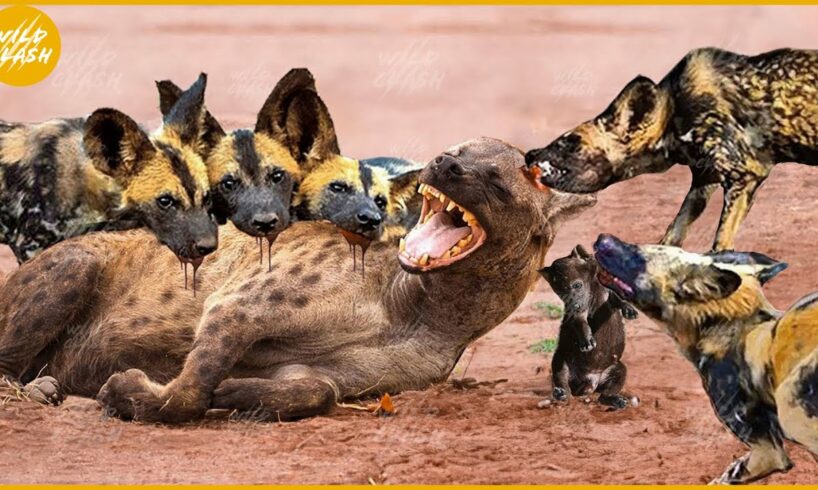 30 Fighting and Attacking Moments of Wild Dogs vs Hyenas | Animal Fight
