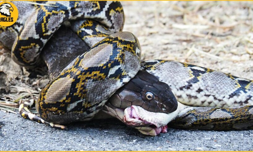30 Horror Moments King Cobra Attack Giant Python | Wild Animal Fights