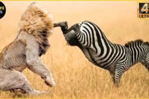 30 Incredible Moments Zebra Vs Lion Fight To The Last Breath | Animal Fight