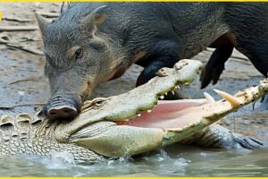 30 Incredible Wild Boar Battles And Brutal Attacks