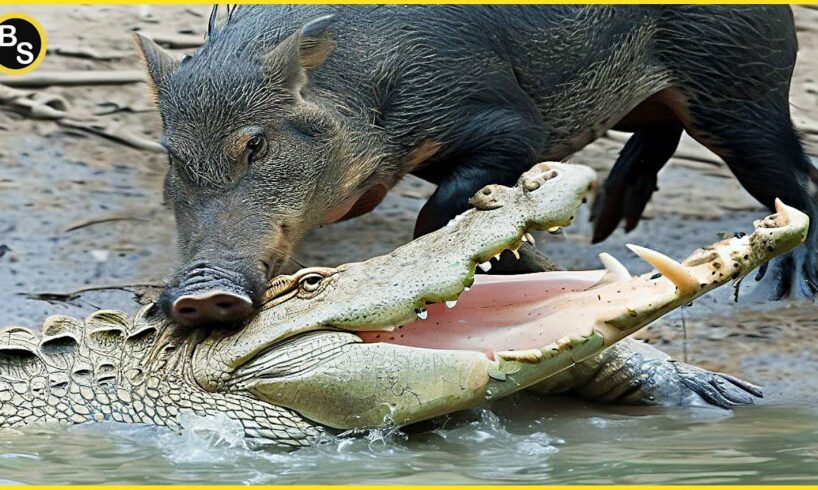 30 Incredible Wild Boar Battles And Brutal Attacks