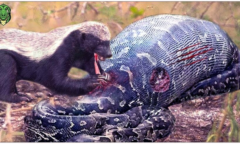 30 Instant Karma Moments ! The giant python Encountered Trouble While Fighting An Enemy