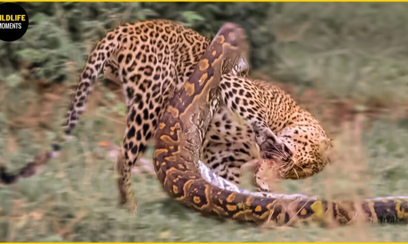 30 Moments Big Cats Fight Python To The Last Breath | Animal Fight