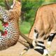 30 Moments Cheetah Fights Gazelle To The Last Breath | Craziest Animal Fights