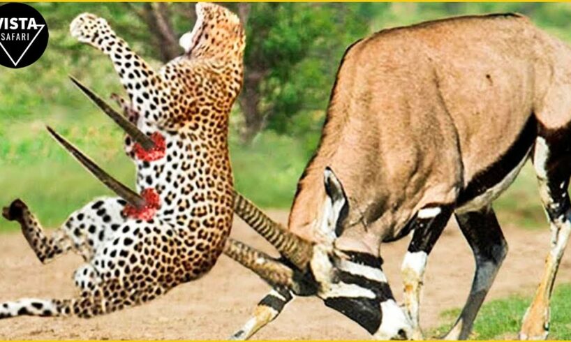 30 Moments Cheetah Fights Gazelle To The Last Breath | Craziest Animal Fights