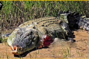 30 Moments Crocodile Injured When Choosing The Wrong Opponents | Craziest Animal Fights