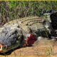 30 Moments Crocodile Injured When Choosing The Wrong Opponents | Craziest Animal Fights