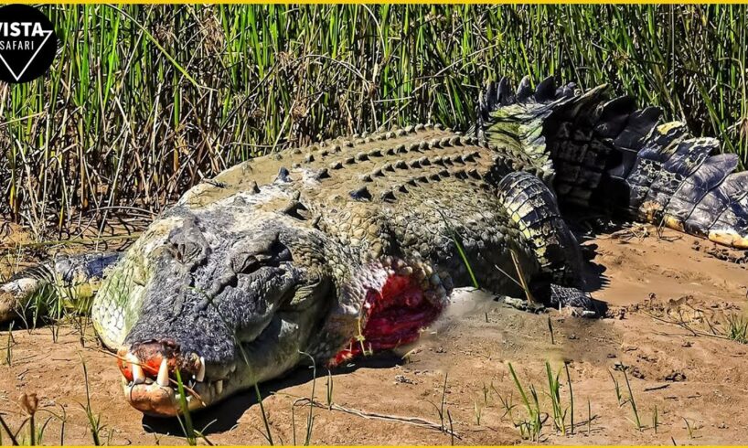 30 Moments Crocodile Injured When Choosing The Wrong Opponents | Craziest Animal Fights