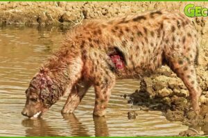 30 Moments Hyenas Get Injured Fighting Lions, Wild Dogs And Other Animals | Animal Fight