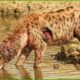 30 Moments Hyenas Get Injured Fighting Lions, Wild Dogs And Other Animals | Animal Fight