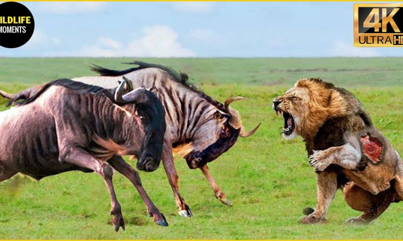 30 Moments Lion Injured When Choosing With The Wrong Opponents | Animal Fight